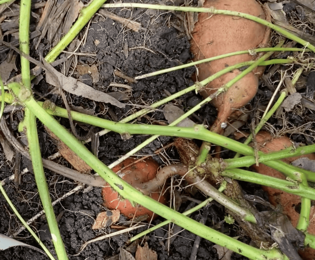 sweet potato harvest